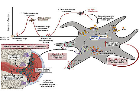 New article dealing with the role of C3/C3a in tissue priming of fibroblasts in arthritis