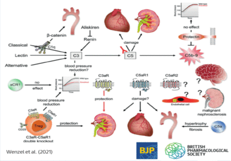 The complement system – stepping out of the shadows and into the spotlight