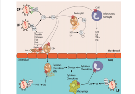 New Review Article Discussing Complement-Targeted Immunotherapy to Fight COVID-19 Infection